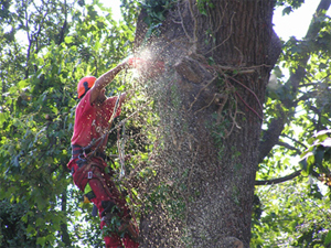 Best Time of Year for a Tree Surgeon