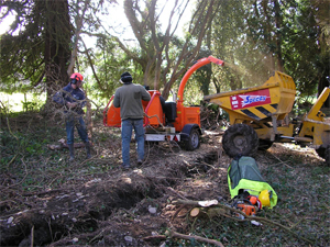 Do I Need a Tree Surgeon