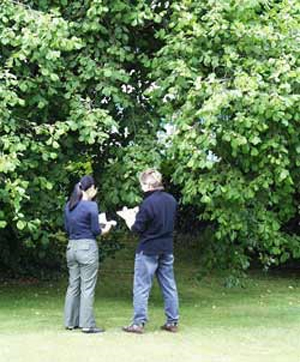 Do Tree Surgeons Remove Garden Waste
