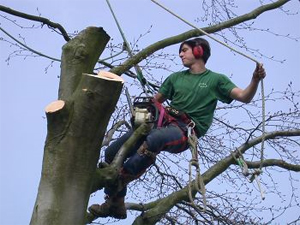 Finding a Tree Surgeon