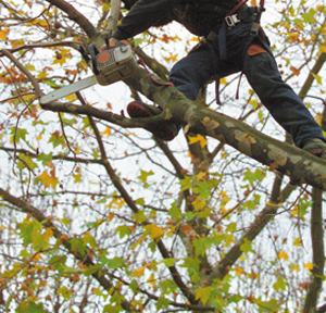 How the Weather Affects a Tree Surgeon