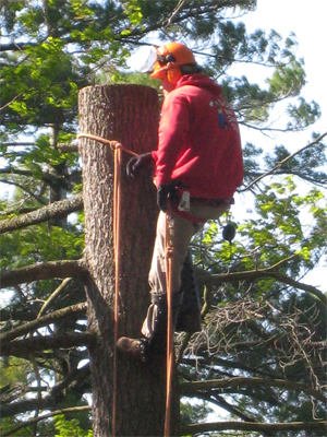 How to Find a Reputable Tree Surgeon