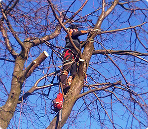 Normal Day of a Tree Surgeon