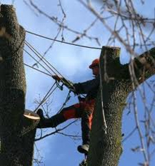Pros and Cons for Tree Surgeon