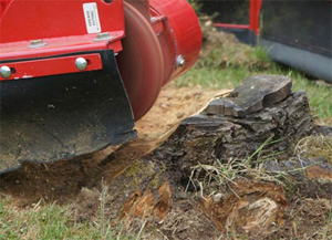 Routes Into Tree Surgery