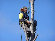 The Life of a Tree Surgeon