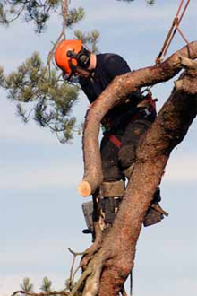Top 10 Tree Surgeons Companies