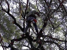 Tree Surgeon Companies