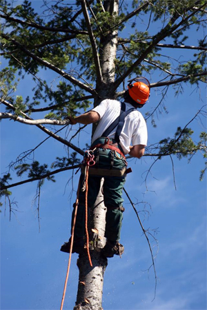 Tree Surgeon Costs