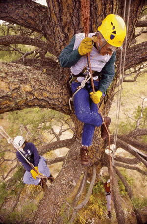 Tree Surgeon Cultural Practises
