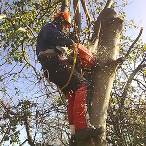 Tree Surgeon Directory