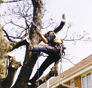 Tree Surgeon Equipment