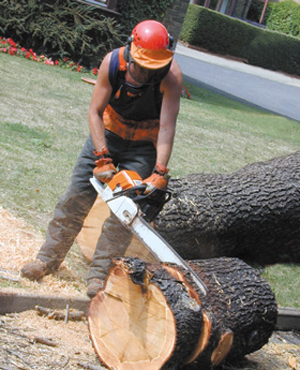 Tree Surgeon Newcastle