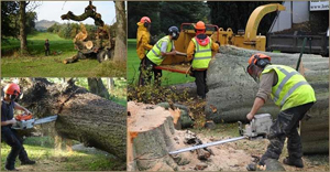 Tree Surgeon Nottingham