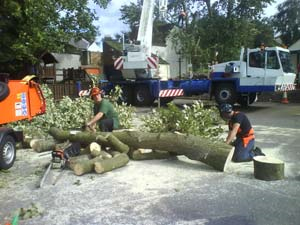 Tree Surgeon Organizations