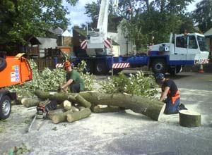 Tree Surgeon Salaries