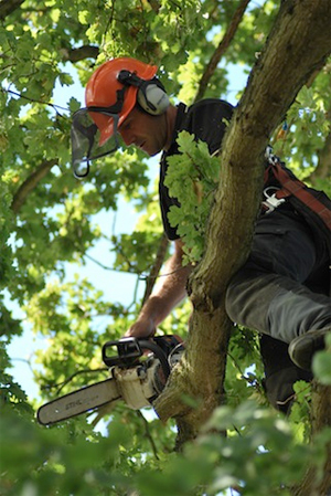 Tree Surgeon Supplies