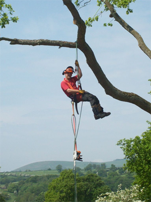 Tree Surgeon Training
