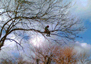 Tree Surgeon Wiltshire