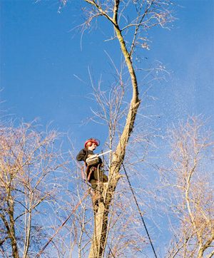 Tree Surgeons and Conservation Areas