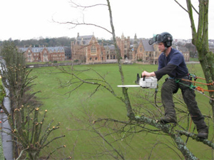 Tree Surgeons Bristol
