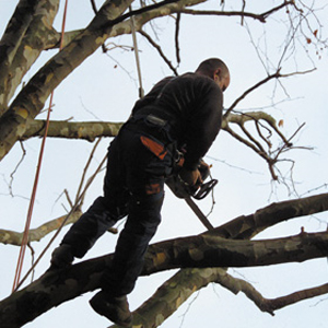 Tree Surgeons Essex
