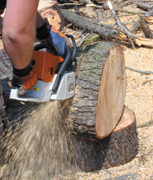 Tree Surgeons Glasgow