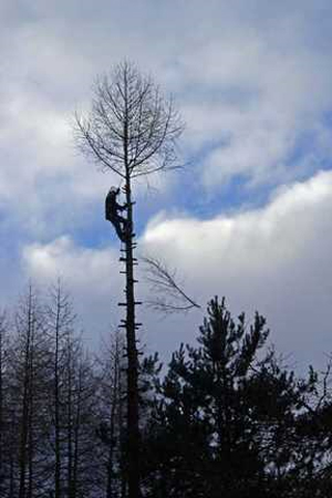Tree Surgeons Inverness
