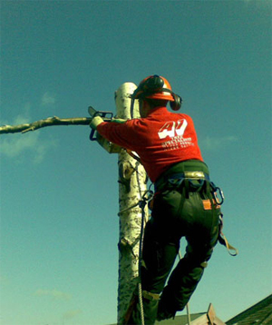 Tree Surgeons Kent