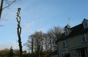 Tree Surgeons Manchester