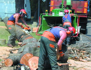 Tree Surgeons Sheffield
