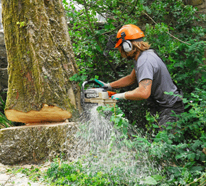 Tree Surgeons Stockport