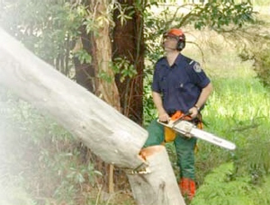 Tree Surgeons Surrey