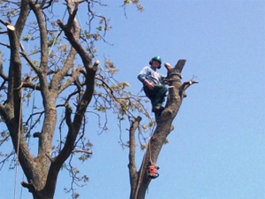 Tree Surgeons Wales