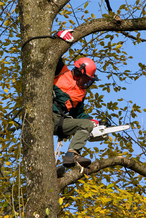 What is a Tree Surgeon