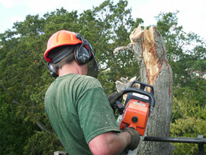 Why use a Tree Surgeon